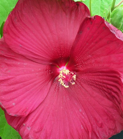 Rose Mallow Luna Red